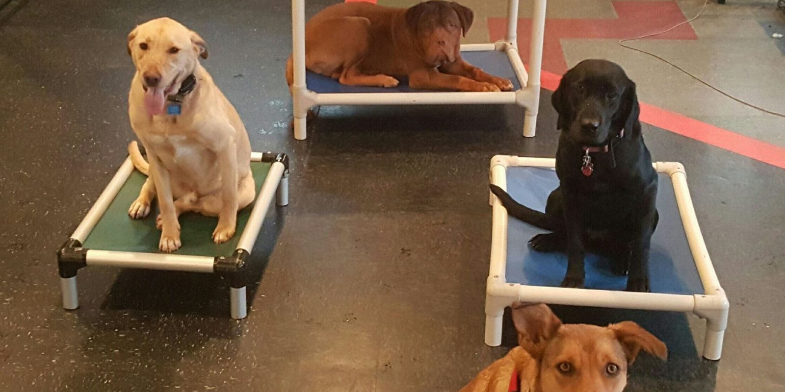 Ready Sit Go Dog Training Focuses on Crate Training in Denver, CO, to Help Dogs Build Calm, Reliable At-Home Routines